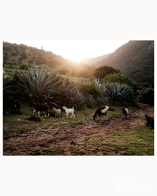 Some goats grazing in Kenya