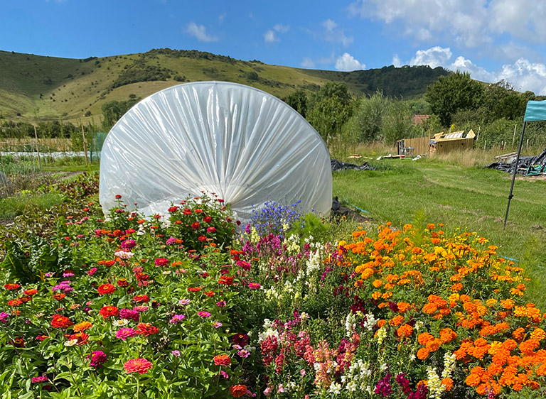 A field of flowers and a greenhouse