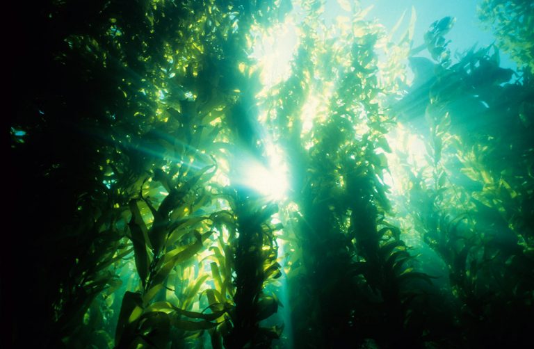 Underwater picture of seaweed